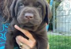 Beautiful Chocolate Lab puppies for sale