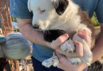 Very healthy border collie puppies