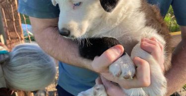 Very healthy border collie puppies