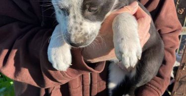Very healthy border collie puppies