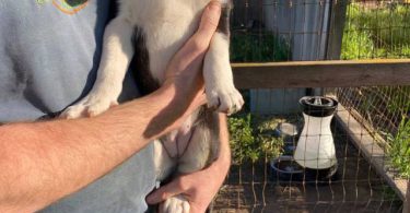 Very healthy border collie puppies