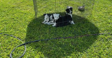 Very healthy border collie puppies