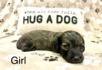 4 long-haired Dachshund puppies for sale