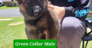 Working line German Shepherd puppies