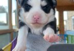3 litter Pomskies for sale