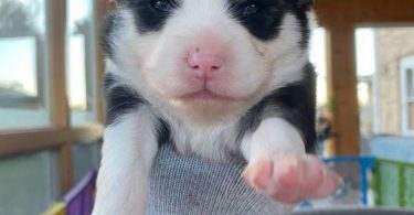 3 litter Pomskies for sale