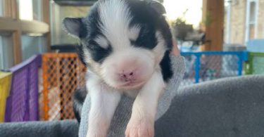 3 litter Pomskies for sale