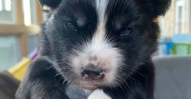 3 litter Pomskies for sale