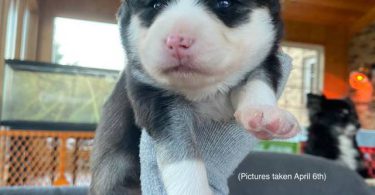 3 litter Pomskies for sale