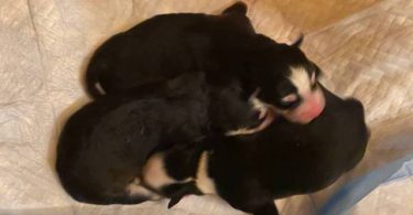 3 litter Pomskies for sale