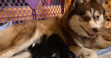 3 litter Pomskies for sale