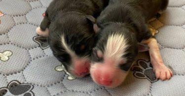 3 litter Pomskies for sale