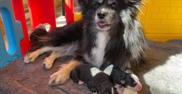 3 litter Pomskies for sale