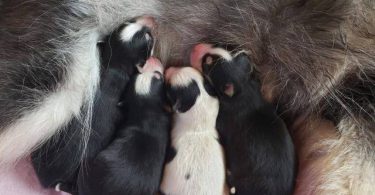 3 litter Pomskies for sale