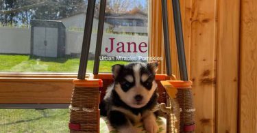 3 litter Pomskies for sale