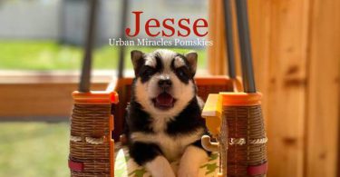 3 litter Pomskies for sale