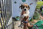3 boy chihuahua puppies