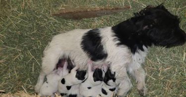 Jack Russell puppies with paperwork