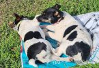 Female Jack Rat Terrier