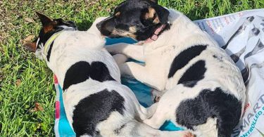 Female Jack Rat Terrier