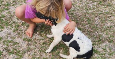 Female Jack Rat Terrier