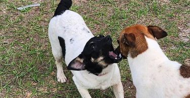 Female Jack Rat Terrier