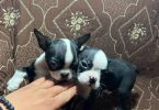 5 Purebred Boston Terrier puppies for sale