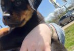 2 healthy Rottweiler puppies for sale
