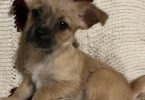 2 female Shorgi puppies