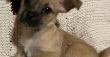 2 female Shorgi puppies