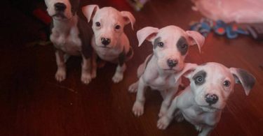 4 pit bull puppies looking for forever homes