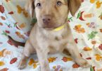 Golden Retriever mixed breed puppies