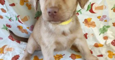 Golden Retriever mixed breed puppies