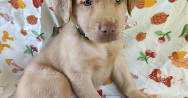 Golden Retriever mixed breed puppies
