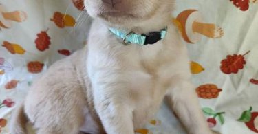 Golden Retriever mixed breed puppies