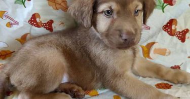 Golden Retriever mixed breed puppies