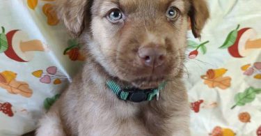 Golden Retriever mixed breed puppies