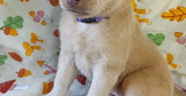 Golden Retriever mixed breed puppies