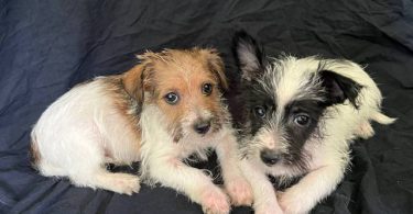 3 Jack Russell terrier puppies