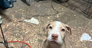 Beautiful red nose pitbull puppy