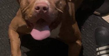 Beautiful red nose pitbull puppy