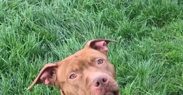 Beautiful red nose pitbull puppy