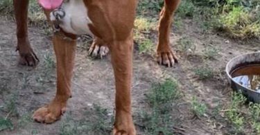 Beautiful red nose pitbull puppy