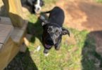 2 female Aussiedor puppies available