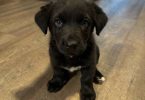 2 Labrahuahua puppies for adoption