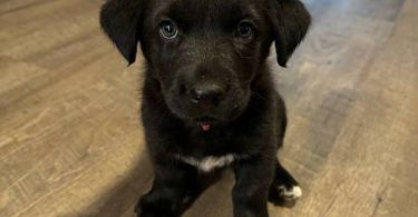 2 Labrahuahua puppies for adoption