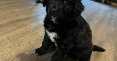 2 Labrahuahua puppies for adoption