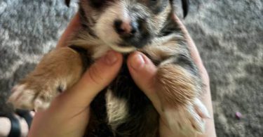 Yorkie tzu (Shorkie) puppies