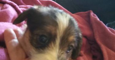 Yorkie tzu (Shorkie) puppies