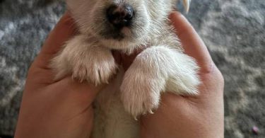 Yorkie tzu (Shorkie) puppies